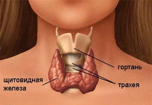 Гипотиреоз как одна из причин бесплодия у мужчин